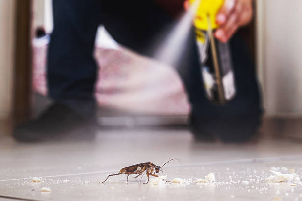 Best Local Pest Control Services  in Highwood, IL